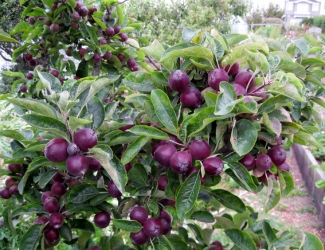 Organic Crimson® Gold Semi-Dwarf Apple Tree - Fruition Seeds