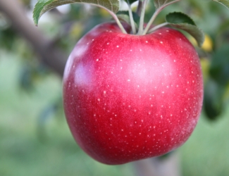 American Red Apple (Single) - FarmLinkr