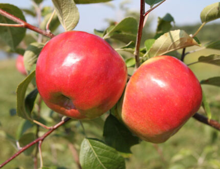 Red Rome Apple Trees For Sale at Ty Ty Nursery
