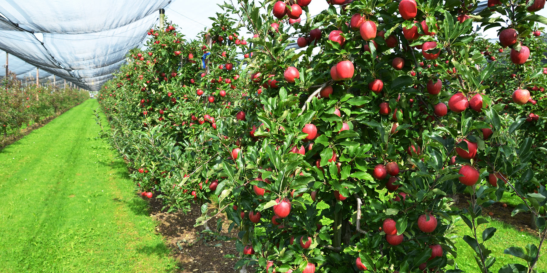 Home Adams County Nursery, Inc.