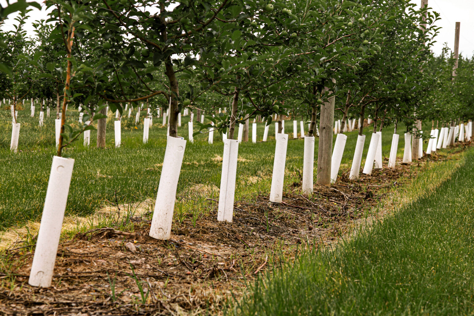 Home Adams County Nursery, Inc.