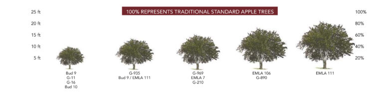 Apple Rootstock – AC Nursery